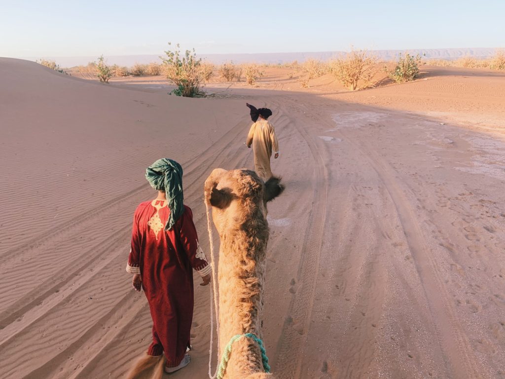dromadaires desert sahara promenade