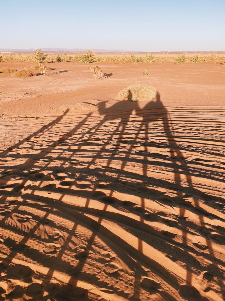 dromadaires desert maroc